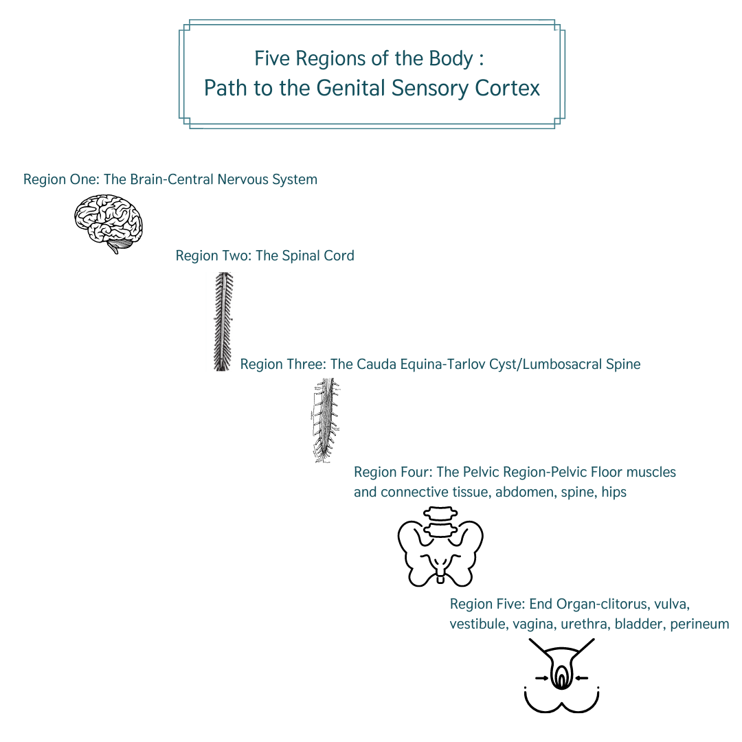 Pelvic health education from Bethany Hansen PT