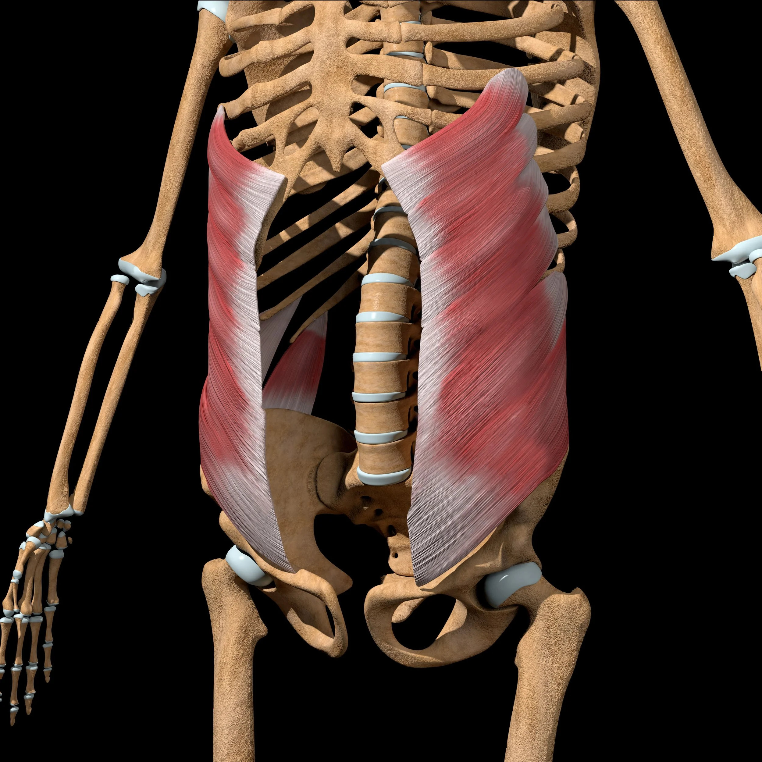 pelvic floor PT diastasis external oblique muscles