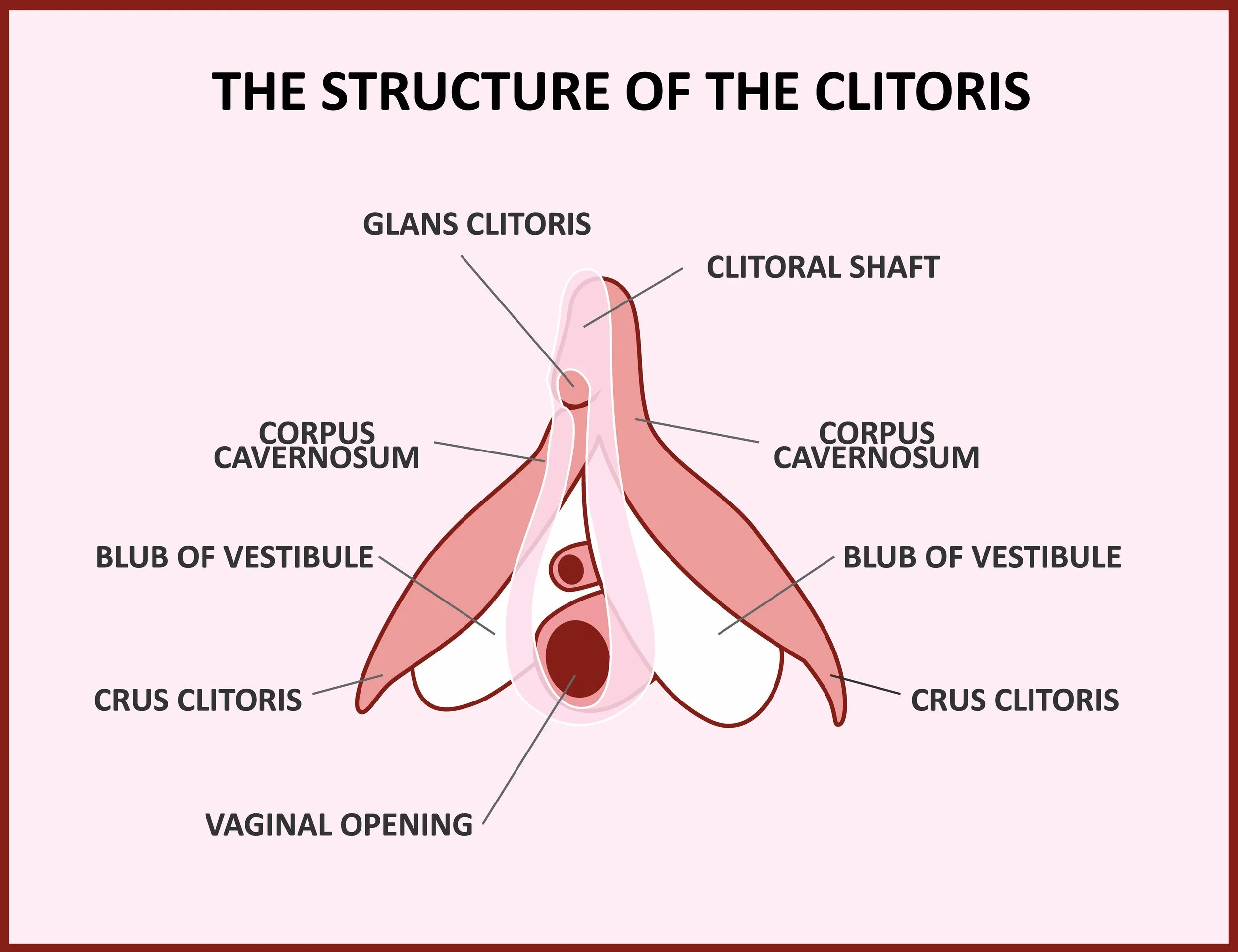 animated drawing of clitoris anatomy