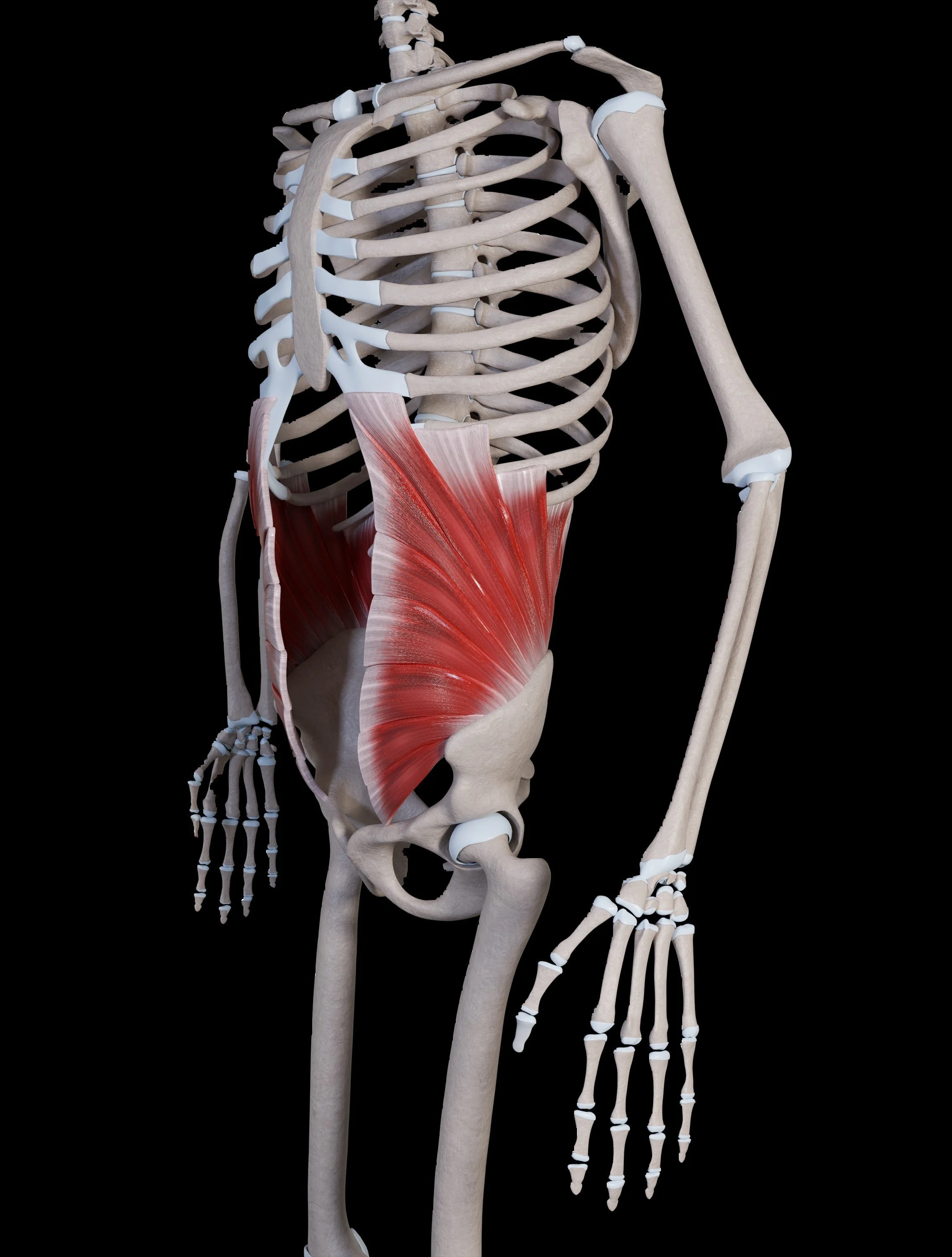postpartum abdominal separation dra diastais recti pelvic floor physical therapy Bethany Hansen PT
