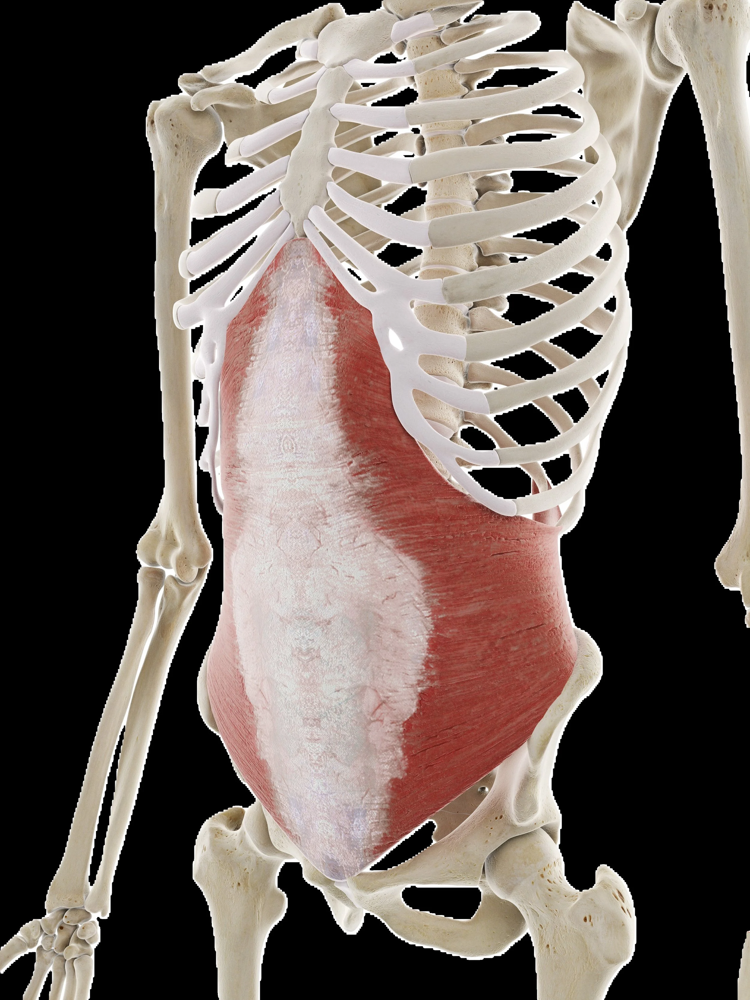 transversus abdominis DRA diastasis recti pelvic floor physical therapy