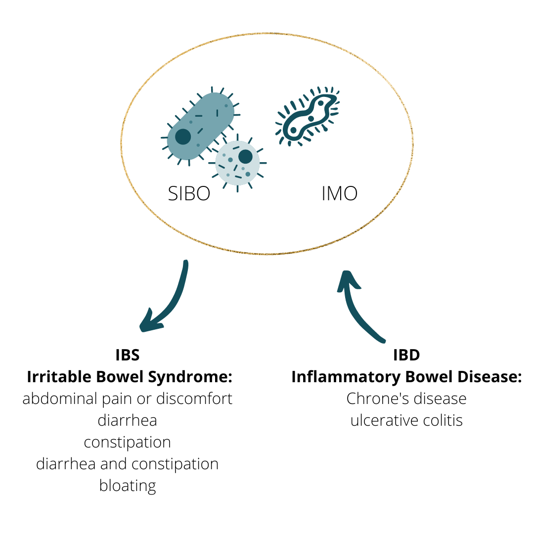 IBS, SIBO, and pelvic health, Bethany Hansen PT
