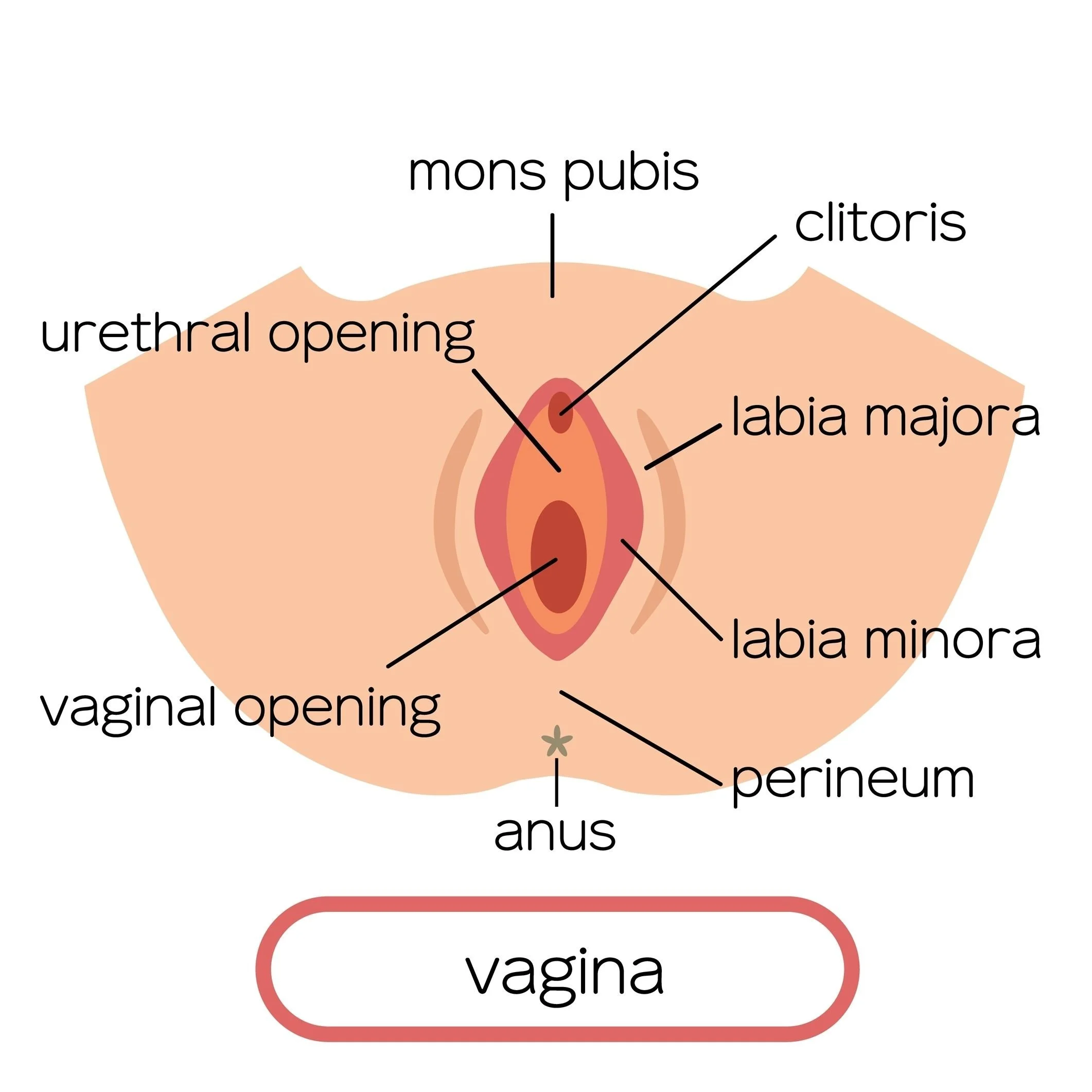 annimation of female genital anatomy