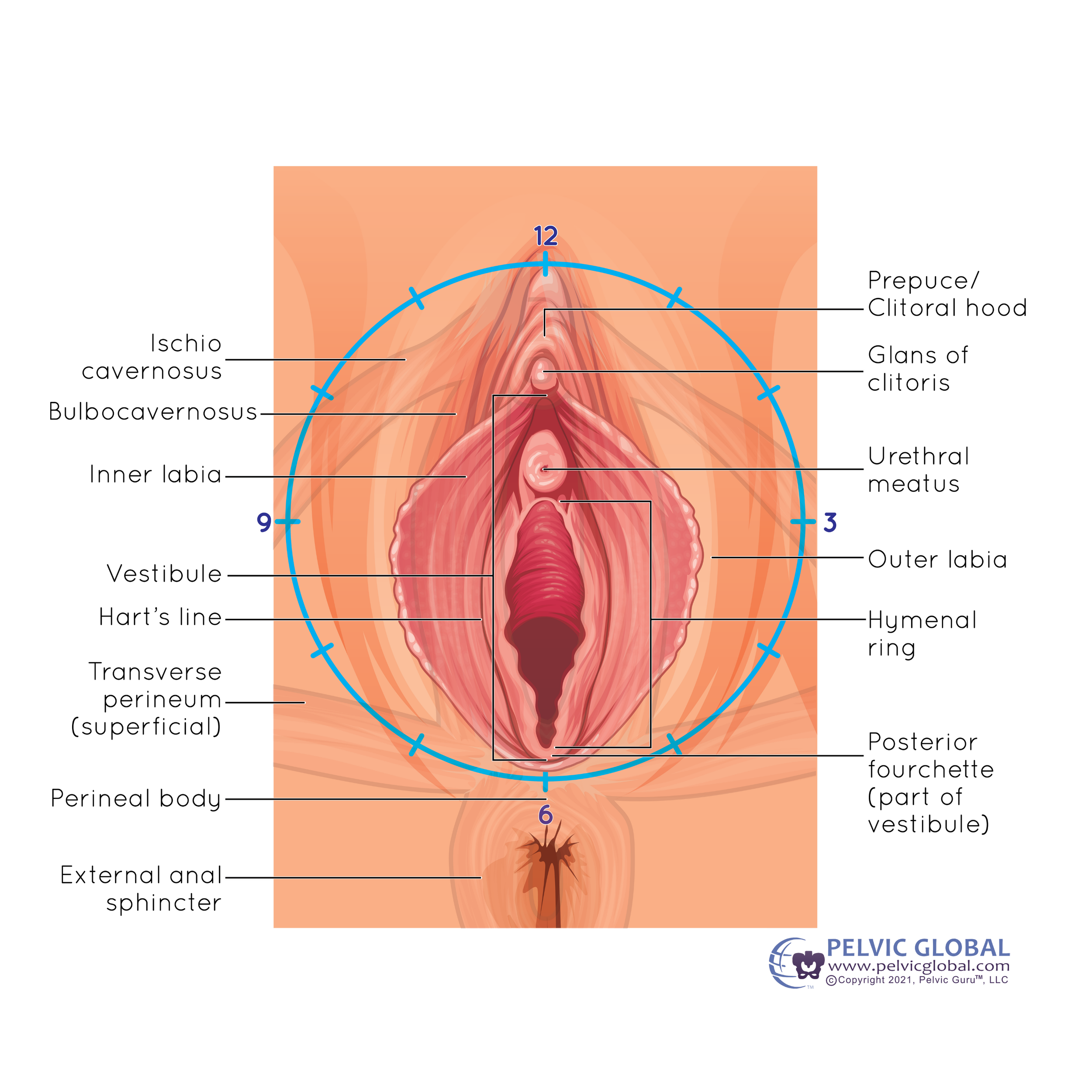 animation of a vulva