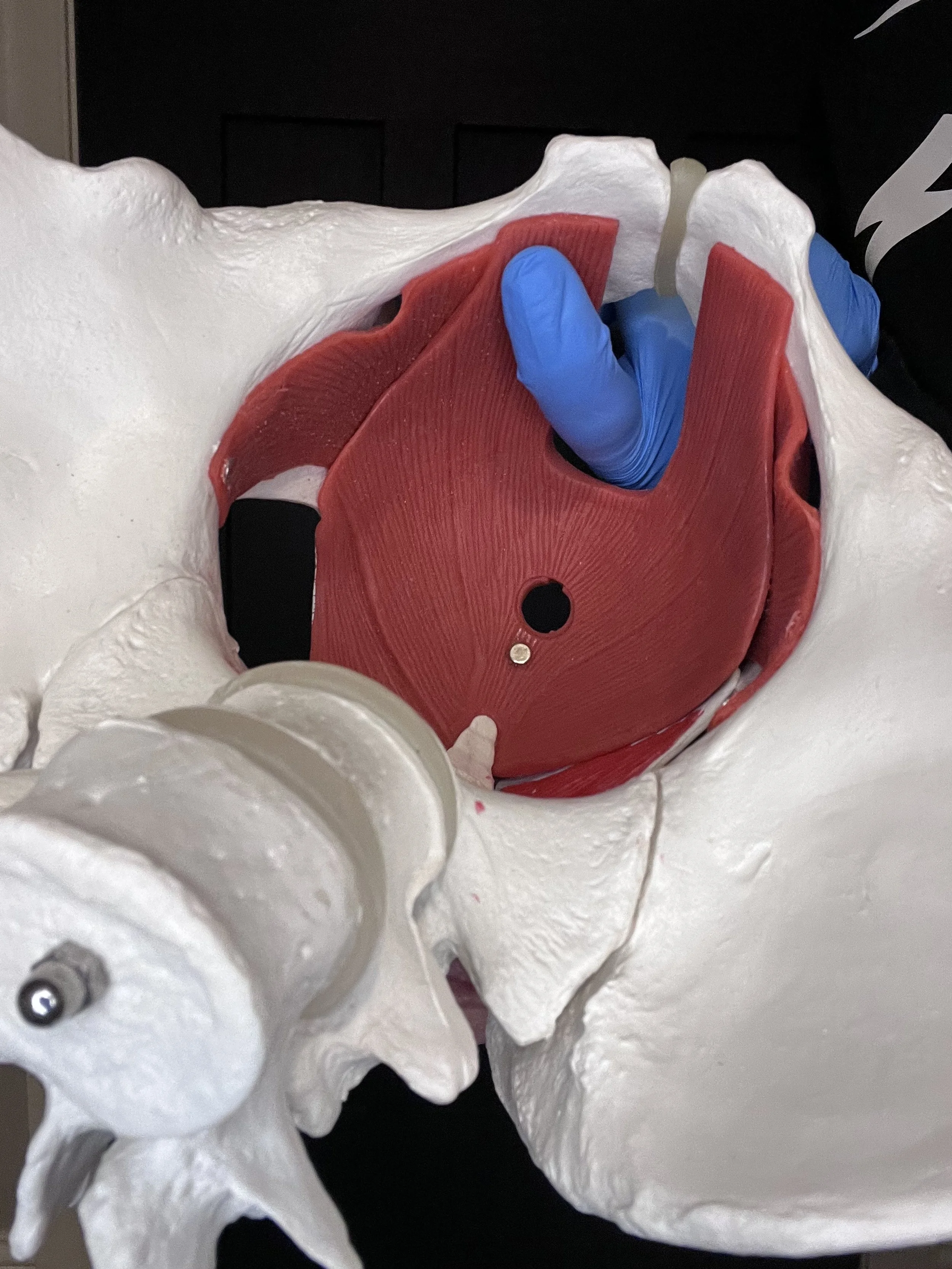 Pelvic Model with Pelvic Floor Muscles