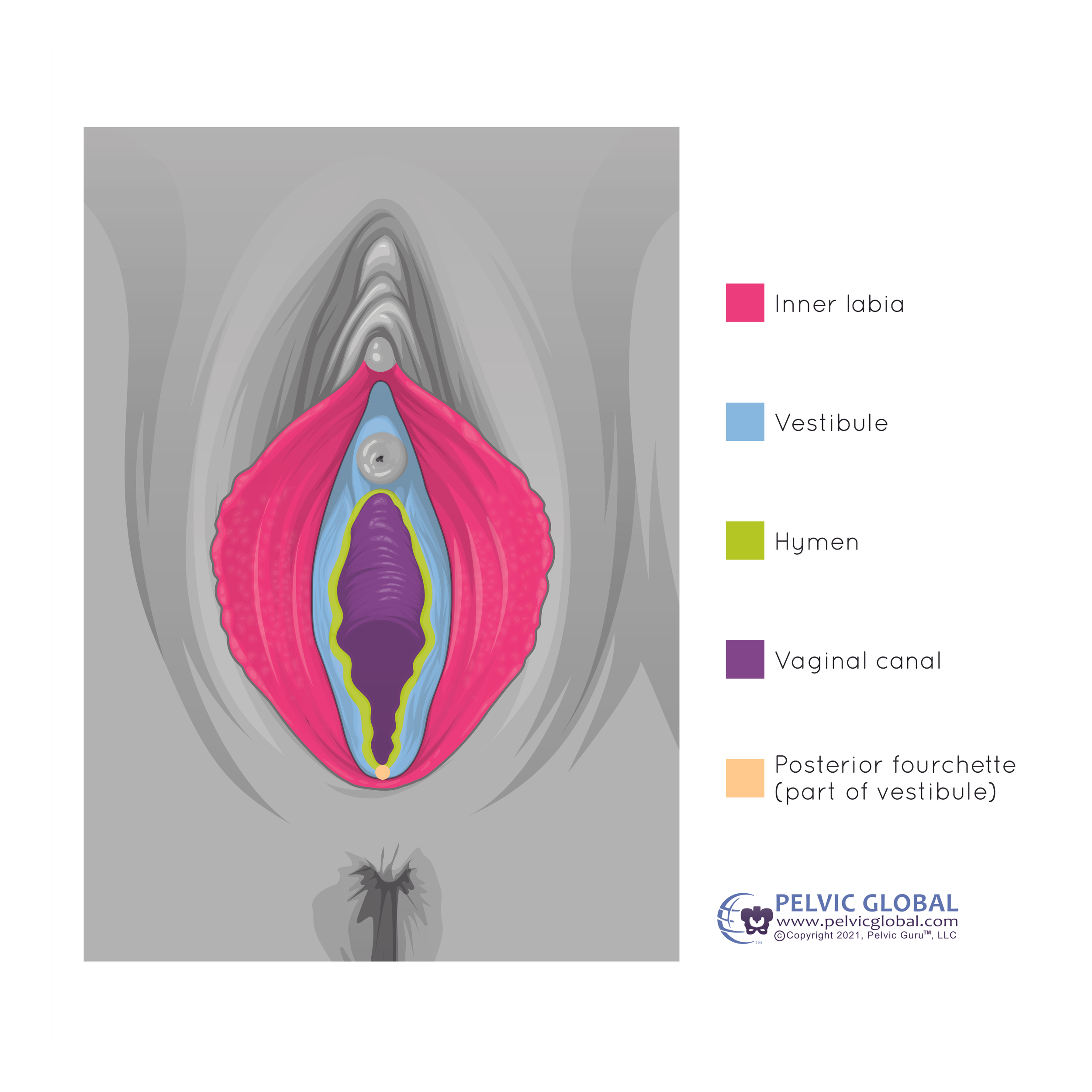 animated color image of vulva