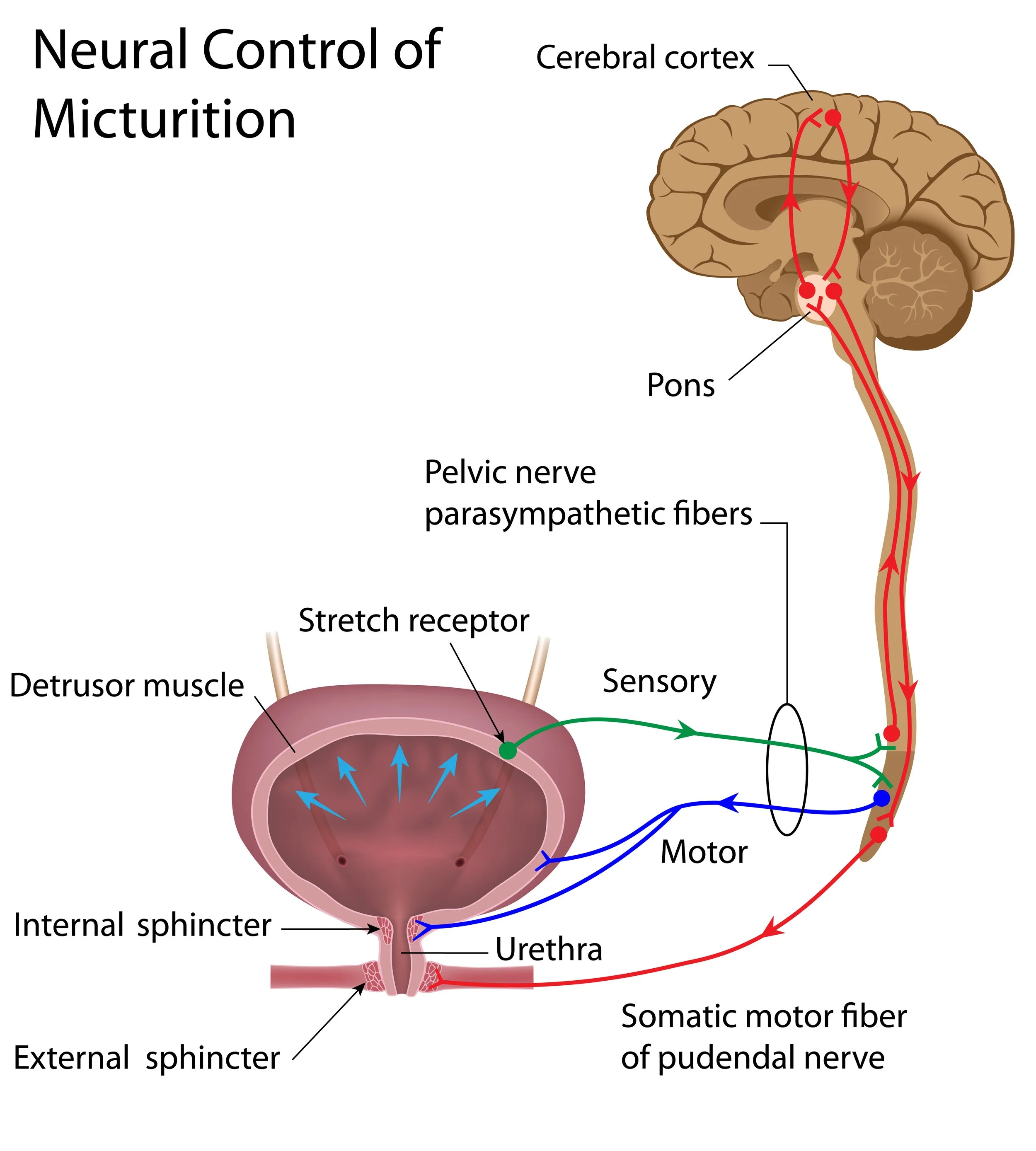 neural control of micturition brain bladder function