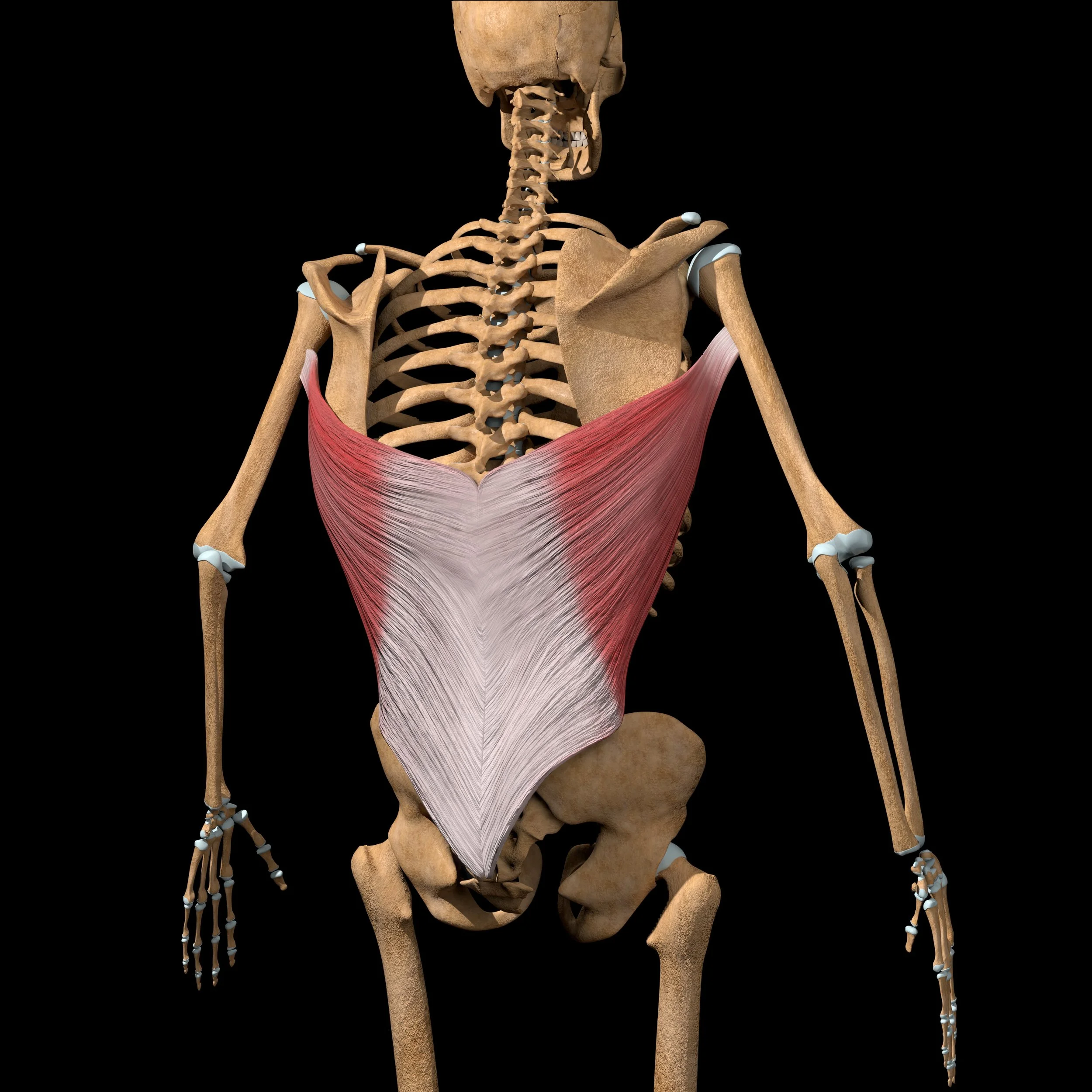 postpartum core recovery diastasis recti dra pelvic floor physical therapy