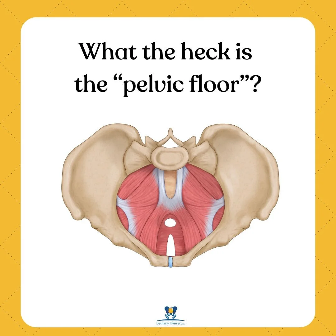 animation pelvic floor muscles and pelvis