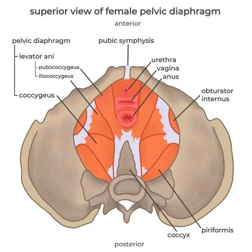 Pelvic Floor model1.jpg
