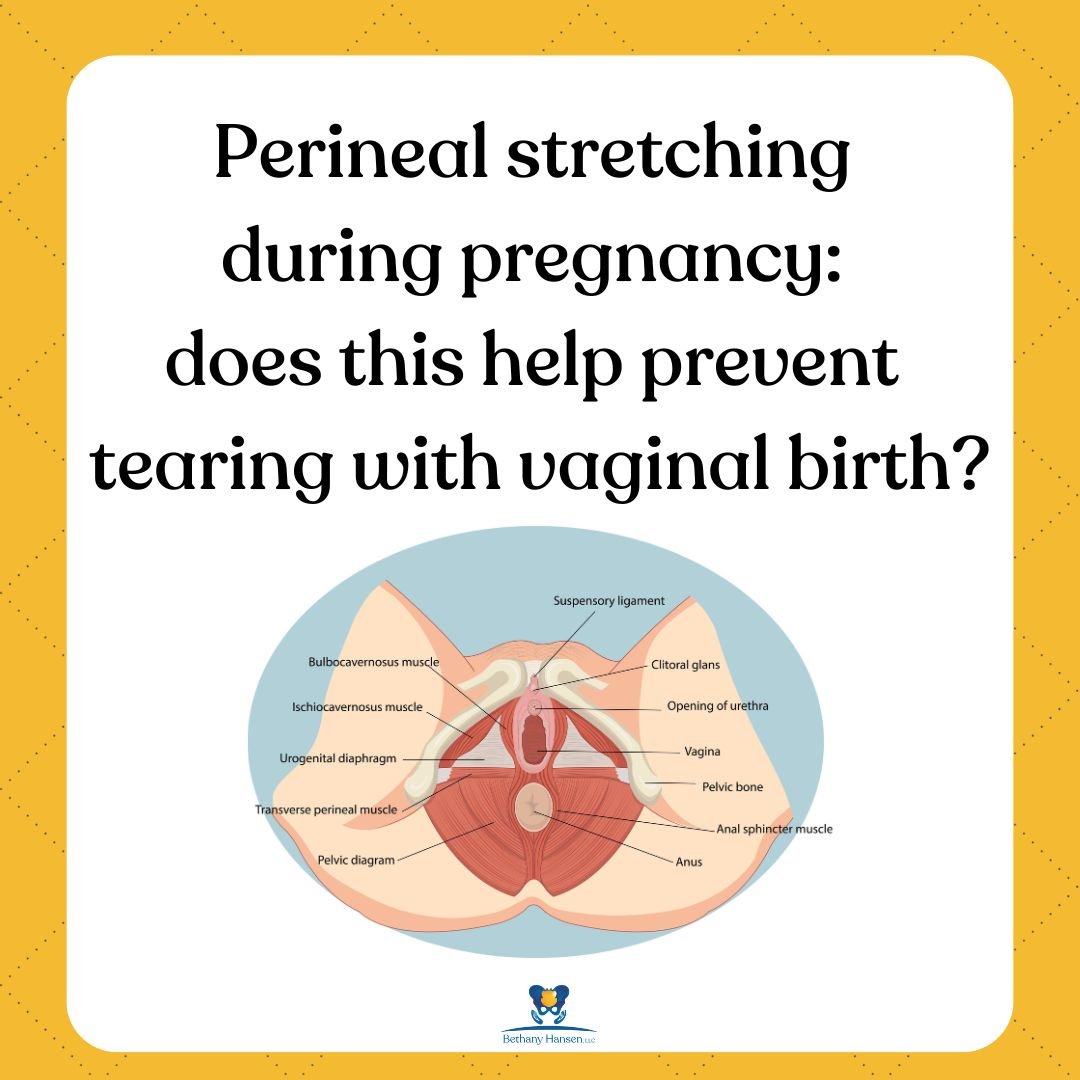 animation of pelvic floor muscles