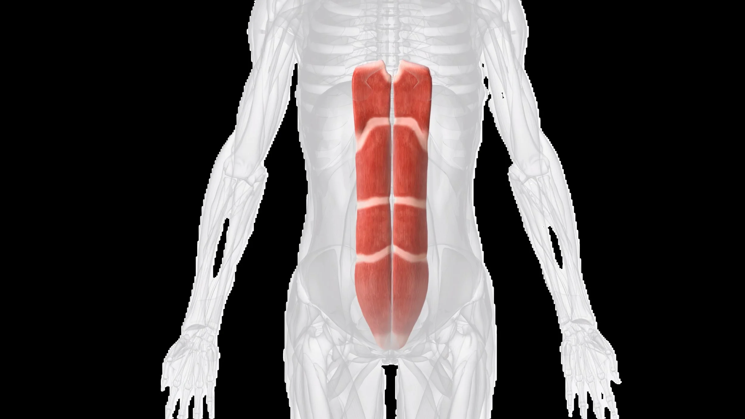 postpartum abdominal separation rectus abdominis dra